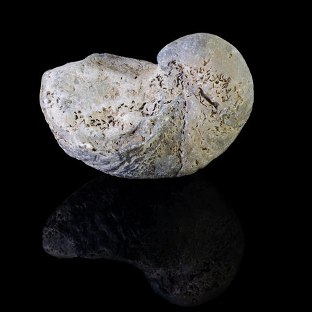 Minerals or stones on a black background. Fossils on a black background.