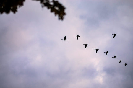 Migrating geese flying south in autumn, symbol of seasonal change and freedom in nature, blue sky...