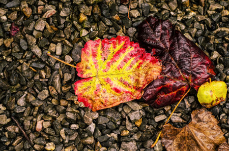 The colorful leaves showcase the beauty of fall, contrasting with the dark, wet stonesの写真素材