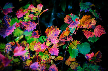 The colorful foliage of fall is captured in this stunning image, showing nature's beautyの写真素材