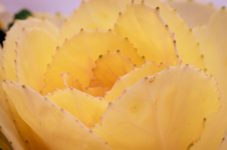 This vibrant ornamental cabbage showcases intricate leaf patterns and a soft, inviting color palette