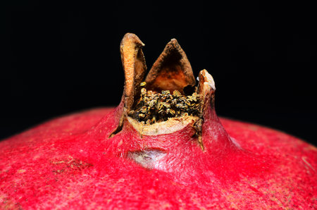 The vibrant red fruit is captured in exquisite detail, showing its unique texture and formの写真素材