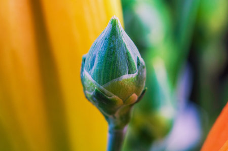 This macro photograph captures the intricate details of a flower bud against a colorful backdrop,...