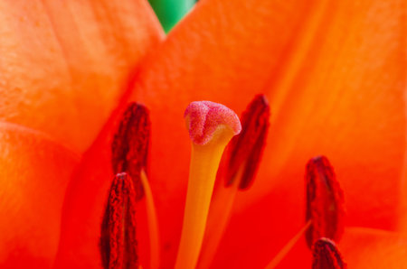 This macro photograph captures the intricate details of a bright orange lily, showing its delicate beautyの写真素材