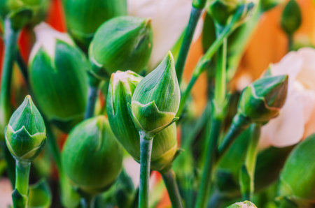 The image showcases the intricate details of carnation buds, highlighting their fresh green color and delicate structureの写真素材