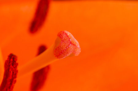This close-up captures the delicate beauty of a lily stamen against a bright orange background, highlighting its texture and formの写真素材