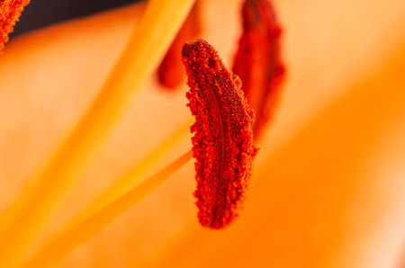 This macro photograph captures the intricate details of a vibrant orange lily stamen, showing its texture and colorの写真素材