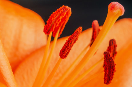 Close-up of vibrant orange lily flower with detailed stamens and petalsの写真素材