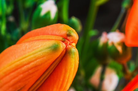 The macro shot captures the intricate details and textures of the unopened flower, showing its beautyの写真素材
