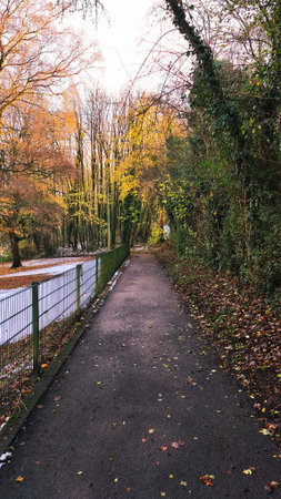 Pathway through autumn forest with colorful trees and fallen leavesの写真素材