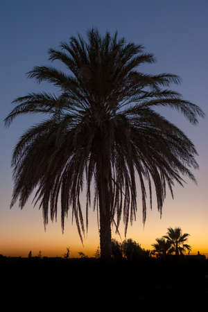 Palm tree after sunset taken in backlitの写真素材