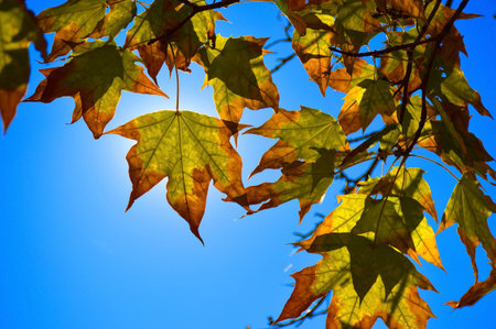 autumn maple leaf against blue sky