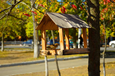 In the autumn, in a city park, a feeder hangs on a tree in which sparrows eatの写真素材