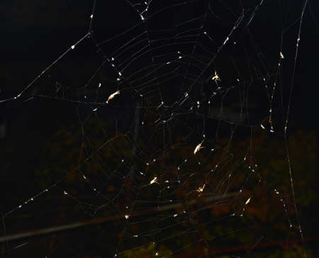 at night a spider caught many different insects in its webの写真素材