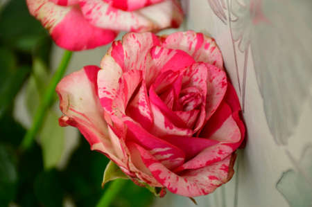beautiful rose with red and white petals, a beautiful flower for a declaration of loveの写真素材