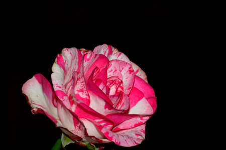 beautiful rose with red and white petals, a beautiful flower for a declaration of loveの写真素材