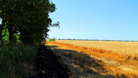 dirt road along a yellow field with wheat, walnut trees grow on the leftの写真素材