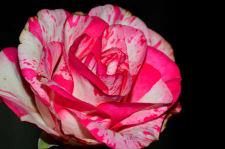 beautiful, fragrant rose with red-white petals on a black backgroundの写真素材