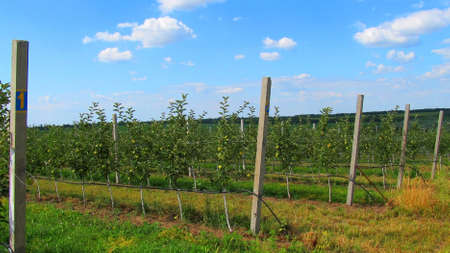 a young, apple orchard under a blue sky. fruits ripen on the branchesの写真素材
