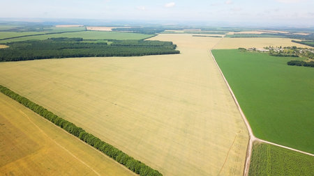 Beautiful top view of yellow and green fields. he dares harvest in the fields. away blue skyの写真素材
