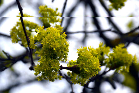 buds bloom in spring in the trees. yellow flowers and young leaves on a maple