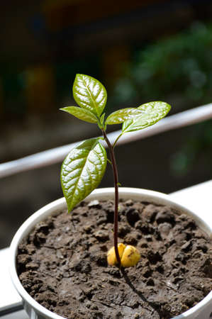 a young avocado tree is planted in the ground in a flower pot and stands in the sunの写真素材