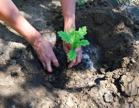 Men's hands cover the ground after planting an oak seedlingの写真素材