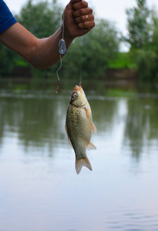 in the hand of a fisherman, on a fishing line, a fish just caughtの写真素材