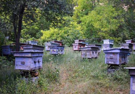 old bee hives stand in a clearing in the forest. hives of different colors with cracked paintの写真素材