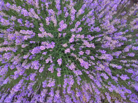 top view of green stems and purple flowers of lavender bushの写真素材