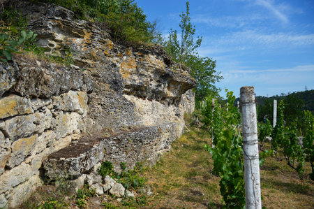 Old limestone stone wall and vine row on the mountainsideのeditorial素材