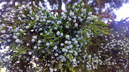 needles and inflorescences of fir in the form of blue peas close-upの写真素材