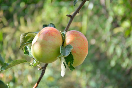 in the garden, two ripe red-yellow apples hang on one branch