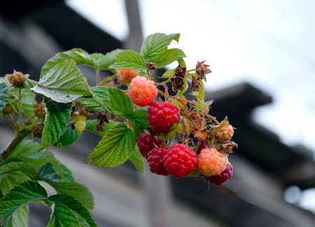 raspberry branch with ripe and green berries close-up