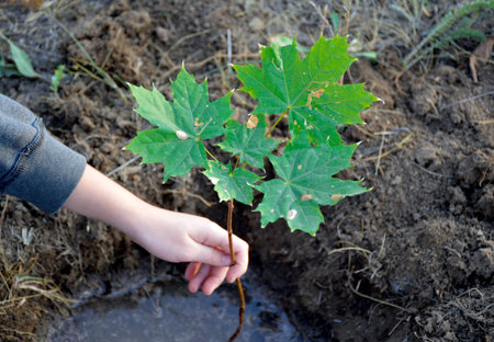 a female hand holds a small maple sapling, which stands in a hole with water, ready for planting in...