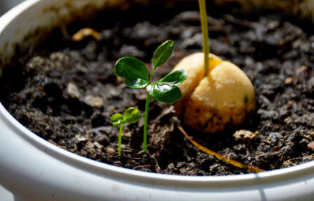 two small sprouts of lemon grow in a flower pot and are illuminated by the rays of the setting sunの写真素材