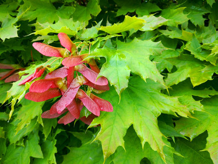 unripe red maple seeds hang on the tree among green leaves, on the seeds there are drops of water...
