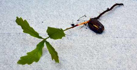 a small sprout of oak with a spine and four leaves lies on a light backgroundの写真素材
