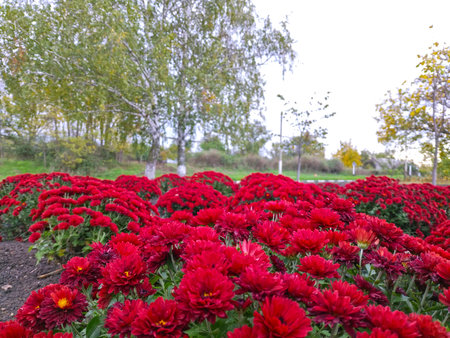 a large flower bed with red blooming marigolds in the city park. blooming beautiful autumn flowersの写真素材