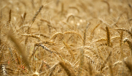 field of golden ears of wheat at sunset in the evening. agricultural field with a ripe crop of wheat...