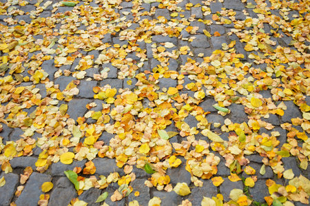 bright fallen autumn leaves on the stone path of the city park, top view. autumn fall concept