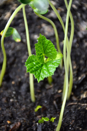 young green cucumber sprouts in the ground. Growing vegetables at home