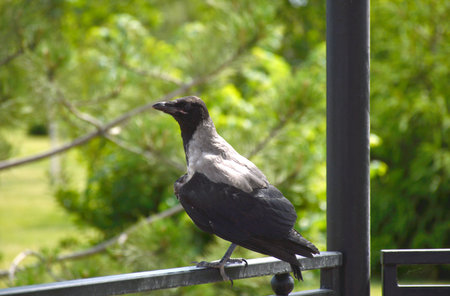 a gray crow sits on an iron railing in a city park with its wings slightly spread. the bird warily...