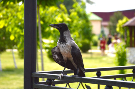 a gray crow sits on an iron railing in a city park with its wings slightly spread. the bird warily...