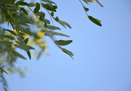 view of the bright green leaves and branches of a tree against the background of a blue sky and...