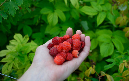 harvest of raspberries in a female hand. a handful of delicious, sweet red berries. healthy and full of vitamins dessert. harvesting raspberriesの写真素材