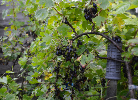 a large crop of blackcurrants on a bush branch. black berries among green leaves. delicious and healthy berries, full of vitamins and antioxidants. sweet dessertの写真素材