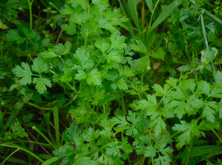 Parsley grows in the garden. Green background of parsley leaves, close-up view. growing tasty and healthy herbs for salads and condimentsの写真素材
