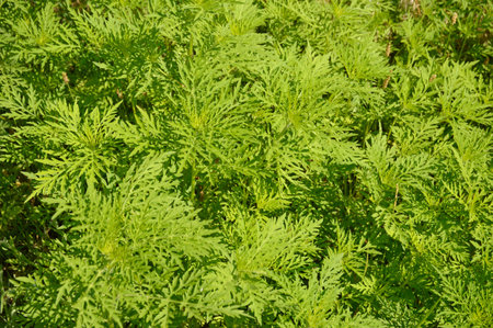 American common ragweed, full frame. Young bushes have not yet bloomed ambrosia. Dangerous plant, Ambrosia shrubs that causes allergic reactions, allergic rhinitis. close-up. selective focus.の写真素材