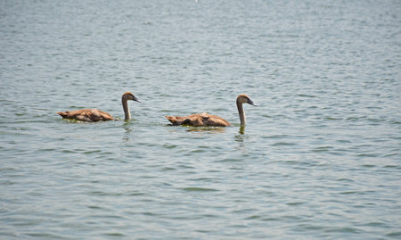 In summer, small swans cubs swim in the lake. chicks have gray feathers. The swan is a symbol of love, fidelity and devotion.の写真素材
